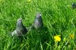 Curious pigeons