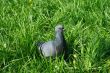 Pigeons in the grass