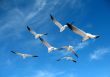 Seagulls