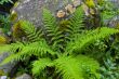 Plants among the stones