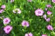 Morning flowers