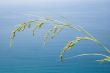 Grass