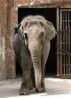 Zoo Elephant