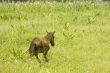 Foal