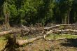 Forest Destruction