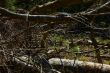 Forest Destruction