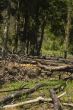 Forest Destruction