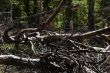 Forest Destruction