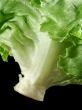 Lettuce 2