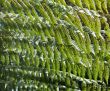 Rainforest Background 7