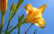 Day Lily