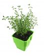 Fresh Herbs Thyme 1