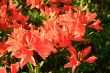 fragrant bright flowers of rhododendron in spring