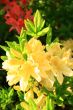 close-up of yellow fragrant rhododendrons