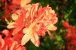 red bright phododendrons` flowering