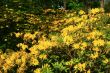 rhododendrons blooming