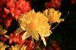 tender yellow flowers of rhododendron