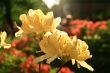 tender yellow flowers of rhododendron