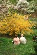 aged couple contemplating blossom of nature