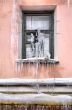Icicles on the window