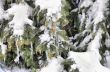 Icicles on the fir tree