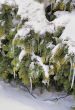 Icicles on the fir tree