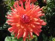 dahlia in the garden