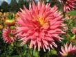 dahlia in the garden