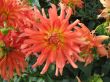 dahlia in the garden