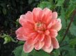 dahlia in the garden