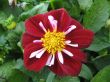 dahlia in the garden