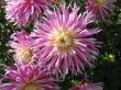 dahlia in the garden