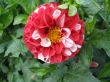 dahlia in the garden