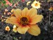 dahlia in the garden