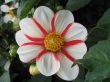 dahlia in the garden