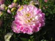 dahlia in the garden