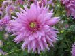 dahlia in the garden