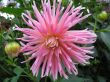 dahlia in the garden