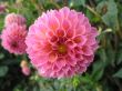 dahlia in the garden