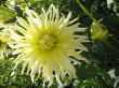 dahlia in the garden
