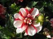 dahlia in the garden