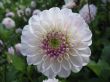 dahlia in the garden
