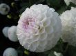dahlia in the garden