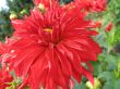 dahlia in the garden