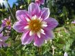 dahlia in the garden