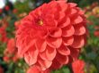 dahlia in the garden