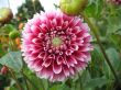 dahlia in the garden