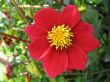 dahlia in the garden