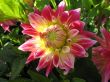 dahlia in the garden