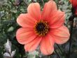 dahlia in the garden